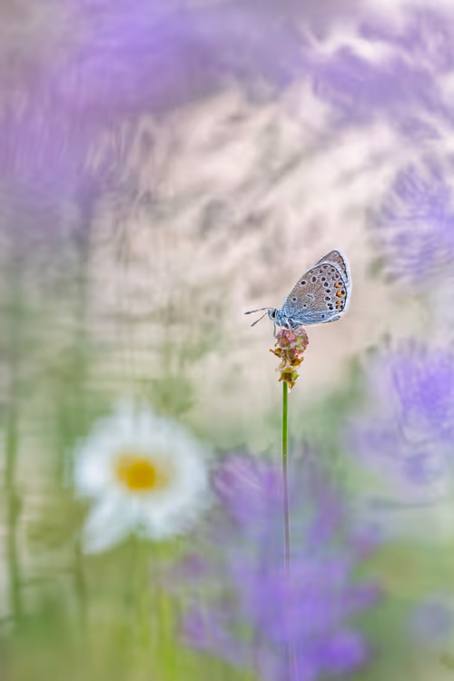 Item #93266284144830197482070166844715761700417272028228172866766761861366084009985 Media