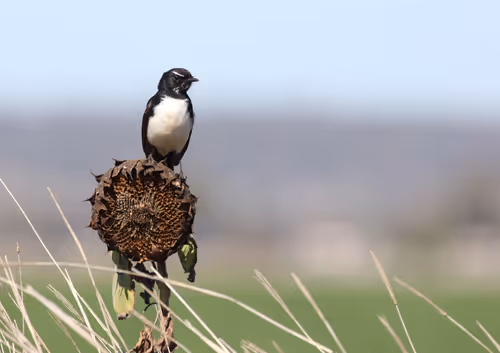 Item #38679742034539595231050778277230577149943789844640085041494942477087349407745 Media