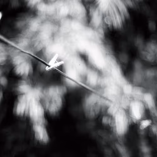 Lemuel Photography