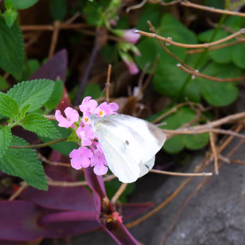 71165997854143450093372358757960361854753460918996014251035868852161095925761