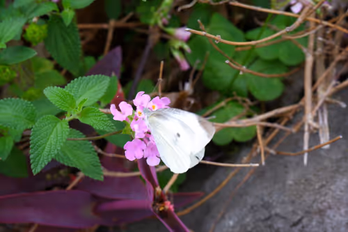 Item #71165997854143450093372358757960361854753460918996014251035868852161095925761 Media