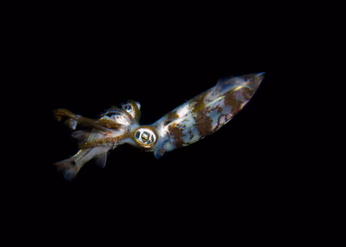 Item #85312989022681003031412442344927138418005148056611156667378218216421899370497 Media