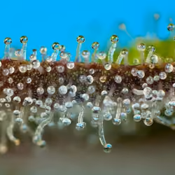 Trichomes #13