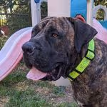 PaperRouteFrank Collection