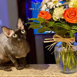 The BatCat Collection: Flowers For Me (03/25)
