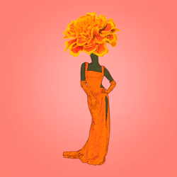 Tagetes Patula