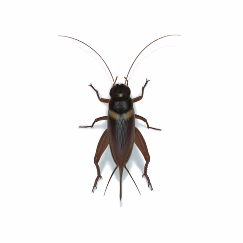 Item #3268803336195748471810721187767157449447762618845585636632076488782573993985 Media