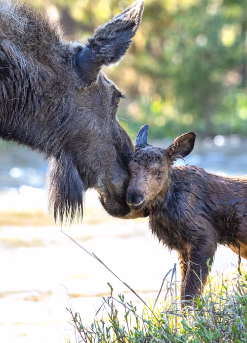 Item #19207338348144225692080396183640865546201068415206893468727031799188815872001 Media