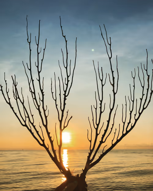 Item #113878984916961174745364683224813624394039454601002665146284580026451547389953 Media