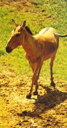 Equus hemionus