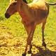 Equus hemionus