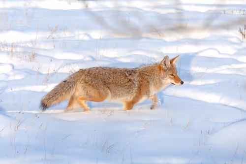 Item #19207338348144225692080396183640865546201068415206893468727031800288327499777 Media