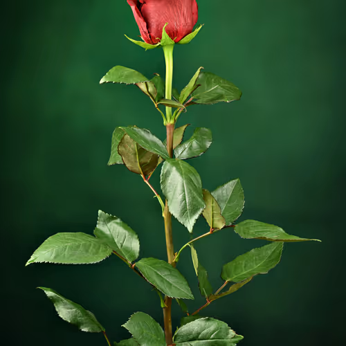 Mysterious Green Rose.