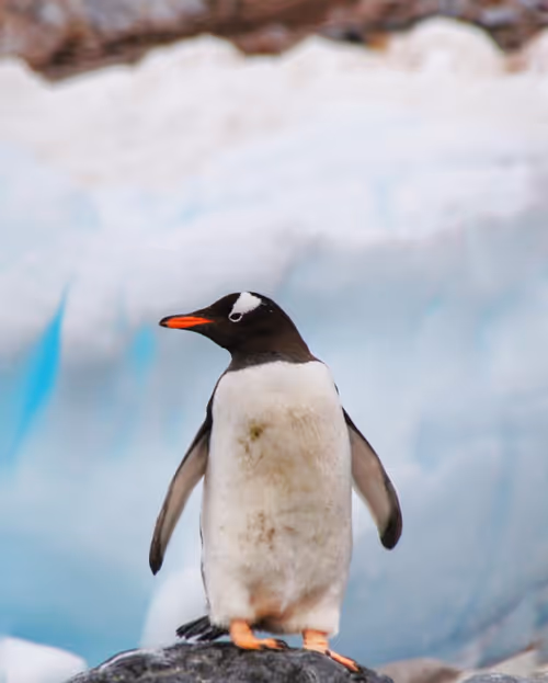 Item #30476745625997717818386350755648365756211951425805697730364000489927063109633 Media