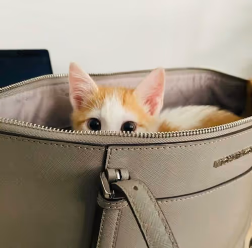 Item #87936365084545024922954846266013406485791365954799981050467889690490735427585 Media