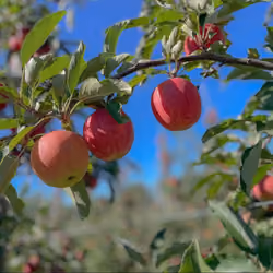 Vermont Apples