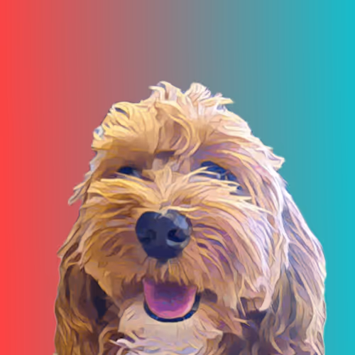 Metaversemaltipoo