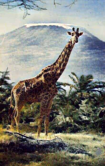 Item #72479605354561341502374921151267599278029520692900921041523845213192024227841 Media