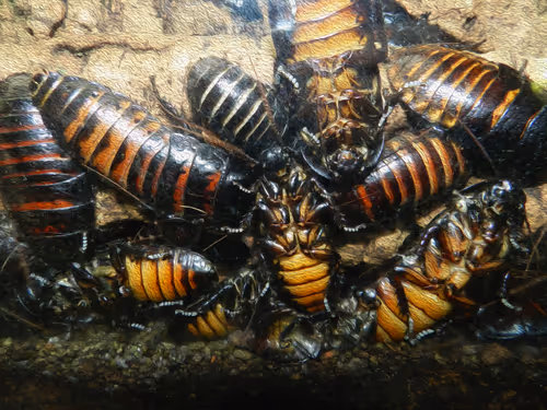 Item #95619151568614802974454947629602672965769746893472874508208249442876797222913 Media