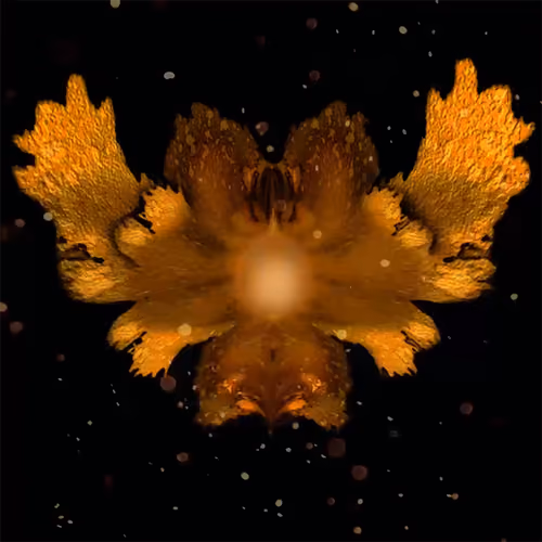 Golden Winged Plant