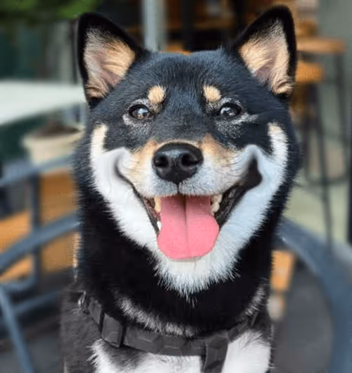 Item #34470142884482375674331152583341387110725961593908059002011227382822152962148 Media