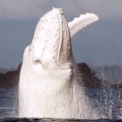 # 8 The famous albino humpback Mingaloo during a breach.