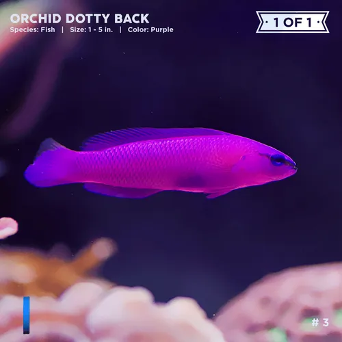 Item #72122608948950586905896945235695353296847960895015423047944334405013367422977 Media