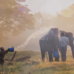 Mahout enjoying splashing water