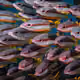 65116673037237795269304617641106370164824384054706347174153512588099343876097