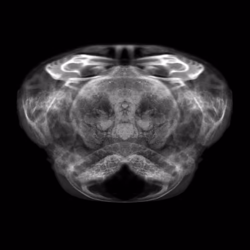 Oocyte 19 of 500