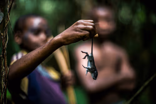 The Forest People - NEXUS II