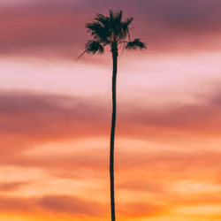 Palm Tree #24