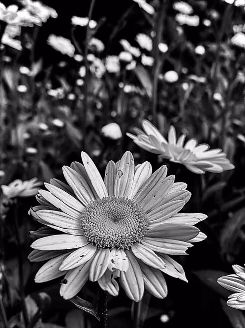 Item #19841423673673061120678522492980359232702795421164906781459419146000277700609 Media