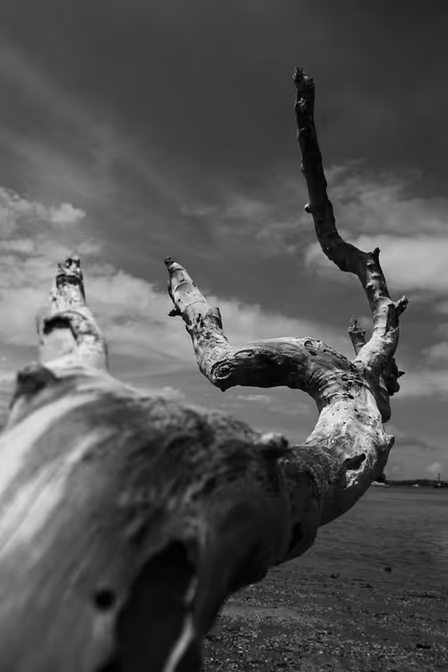 Item #97299197670576688169135242576959850036431919373710156993917717269803675156481 Media