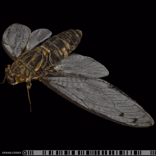 Item #58963443345665771353505984304139328775102797162935968682550101724241655234561 Media