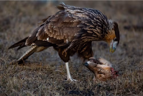 Item #112637204327845919666552565254926487665706650630918372060770064629357699137537 Media