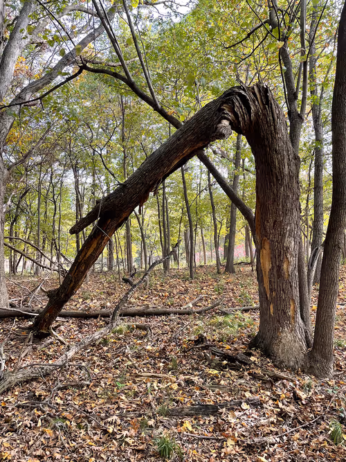 Item #79753716378083455176656896116415870979235593953848615537369387163312308879361 Media