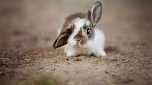 Untitled Collection #507201866