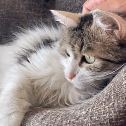 soularsenic_Cat_000003