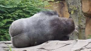 Animals farting in the Wild