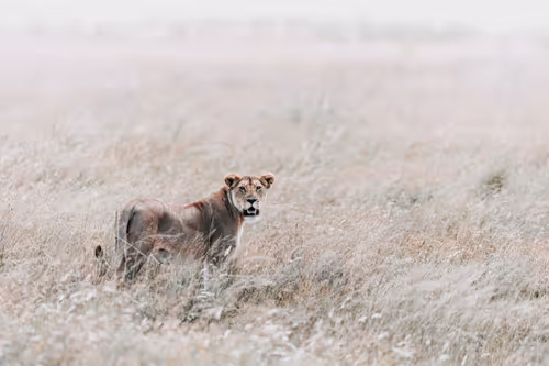 Item #46146454175190830687847236221543248864679735900060228179798027769303393107969 Media