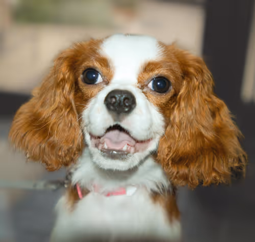 Item #52268251609148313723694636350380869011371331496130941392669189971033706201089 Media