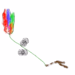 Flower20