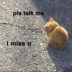Meme talk cat