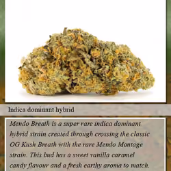 Mendo Breath