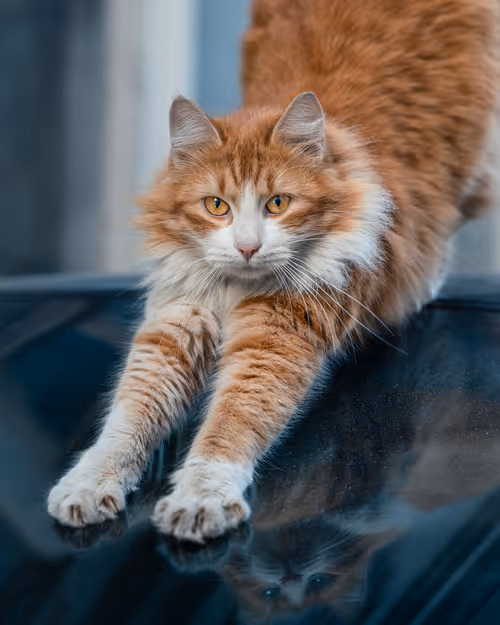 Item #64580890974178354452741457319071038815767462094892507735816591807643411021825 Media