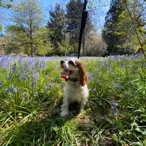 Aaron-Test Collection