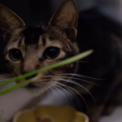 A Little Cat