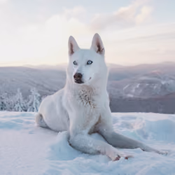 Wolf #4
