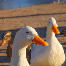 #8191801416806285121778812914349402747754342027860369498703950681643916722177